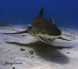 Lemon Shark Smile.... by Gary Curtis 